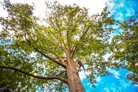 Best Tree Disease Treatment  in Dover, AR