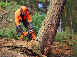 Best Leaf Removal  in Dover, AR